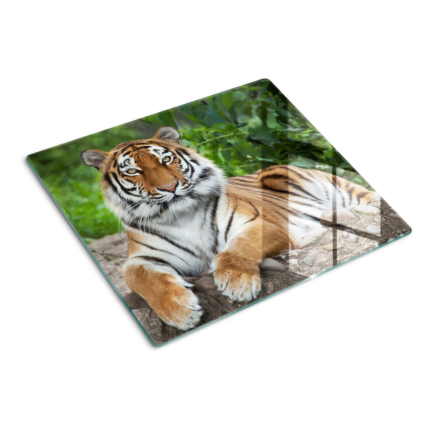 GLASPLATTE 60x52 cm Sibirischer Tiger - Braun, Glas (60/0.4/52cm) - TULUP
