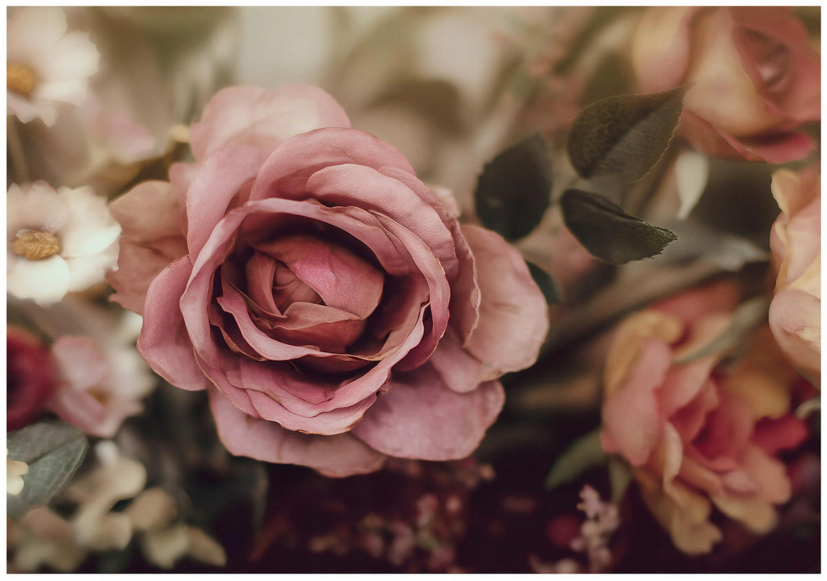 FOTOTAPETE Blumen Rosen Rosa 400x280 cm - Multicolor, Papier (400/280cm) - Wallarena