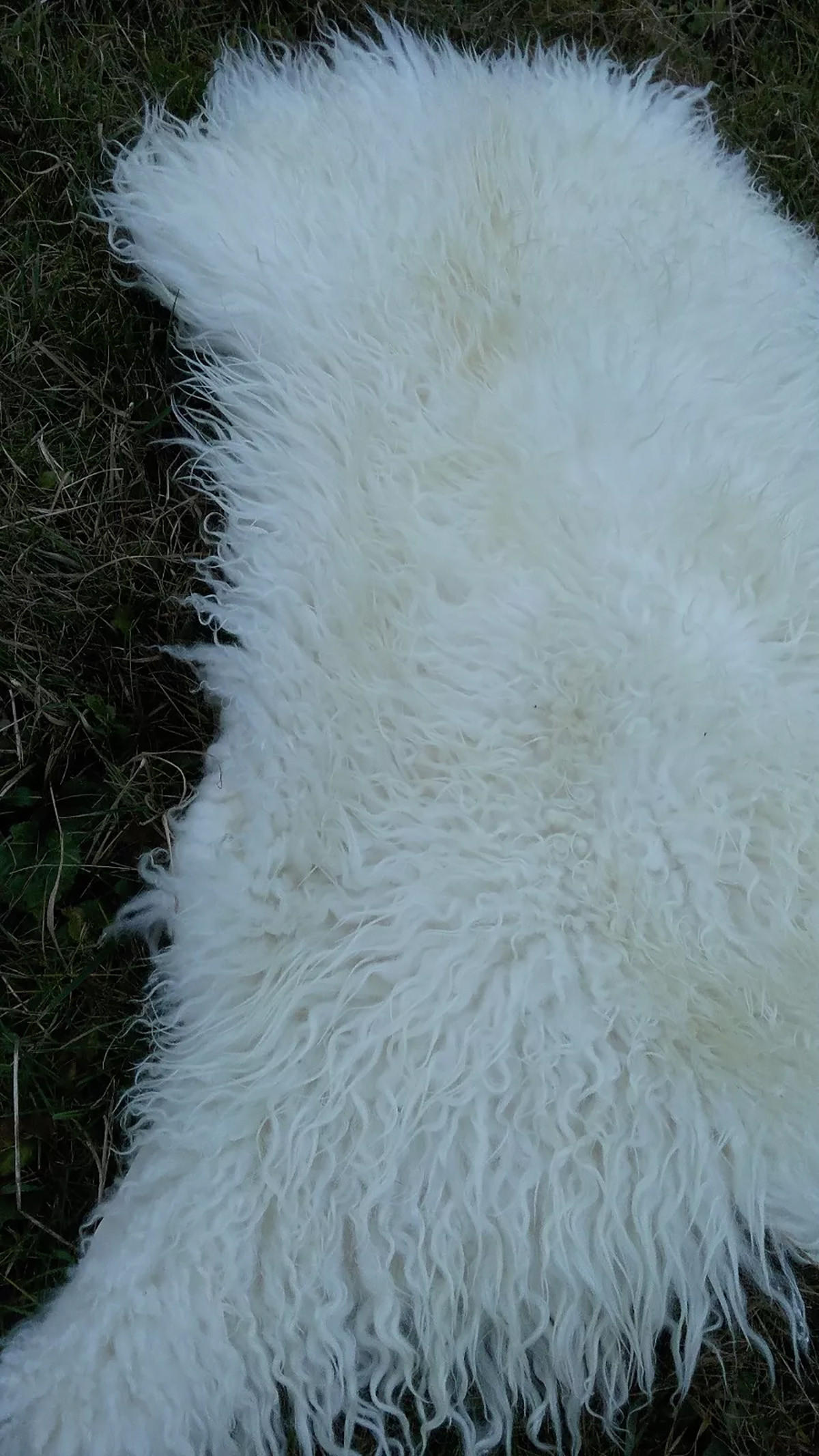 SCHAFFELL Island Lammfell lockig ca. 110 cm Naturfarben - Weiß, Fell (60/110cm) - Provellus