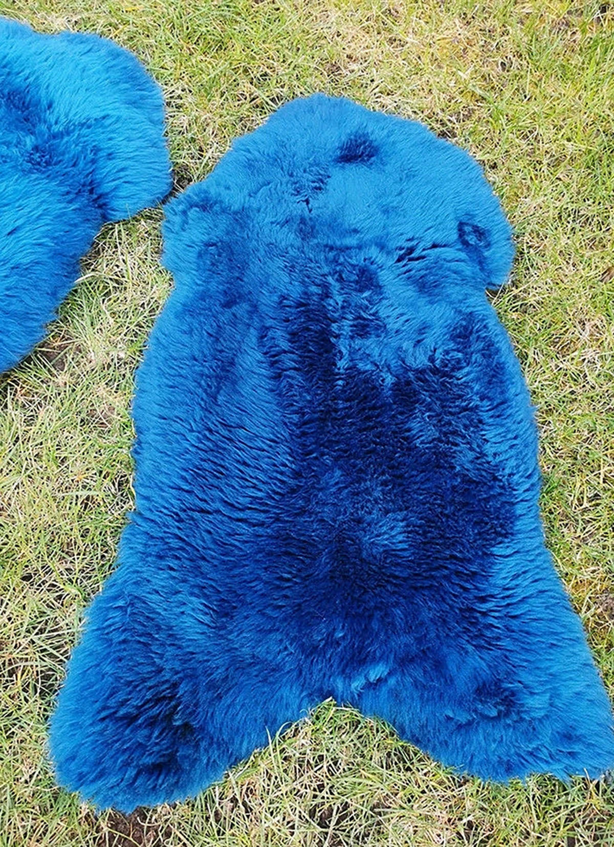 LAMMFELL Öko bunt gefärbt weich Fell Teppich Himmelblau ca. 110 cm - Blau, Fell (60/110cm) - Provellus
