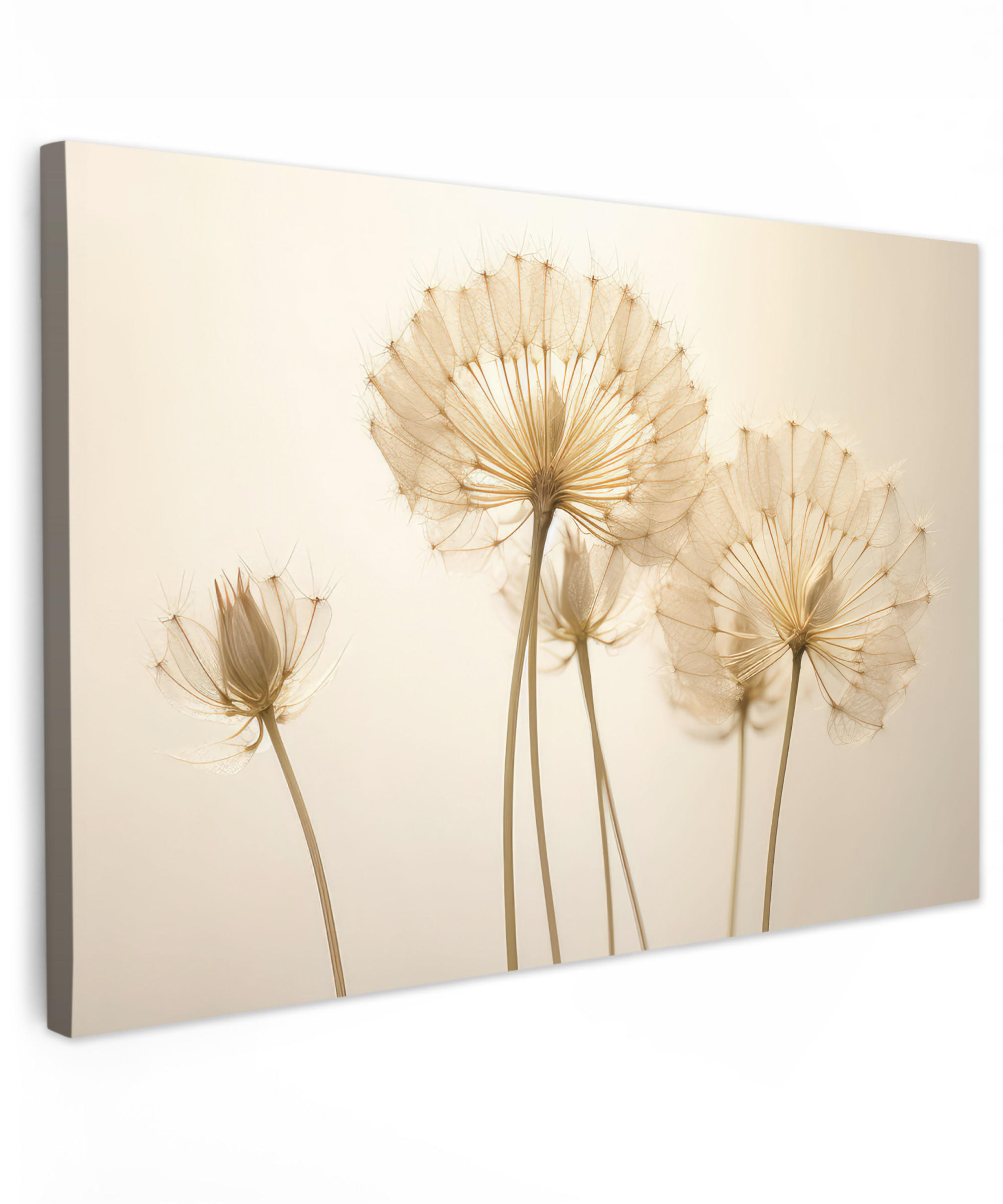 LEINWANDBILD Sonnenlicht - Löwenzahn - Botanisch - Blumen 120x80 cm - Creme, Textil (120/80cm) - MuchoWow