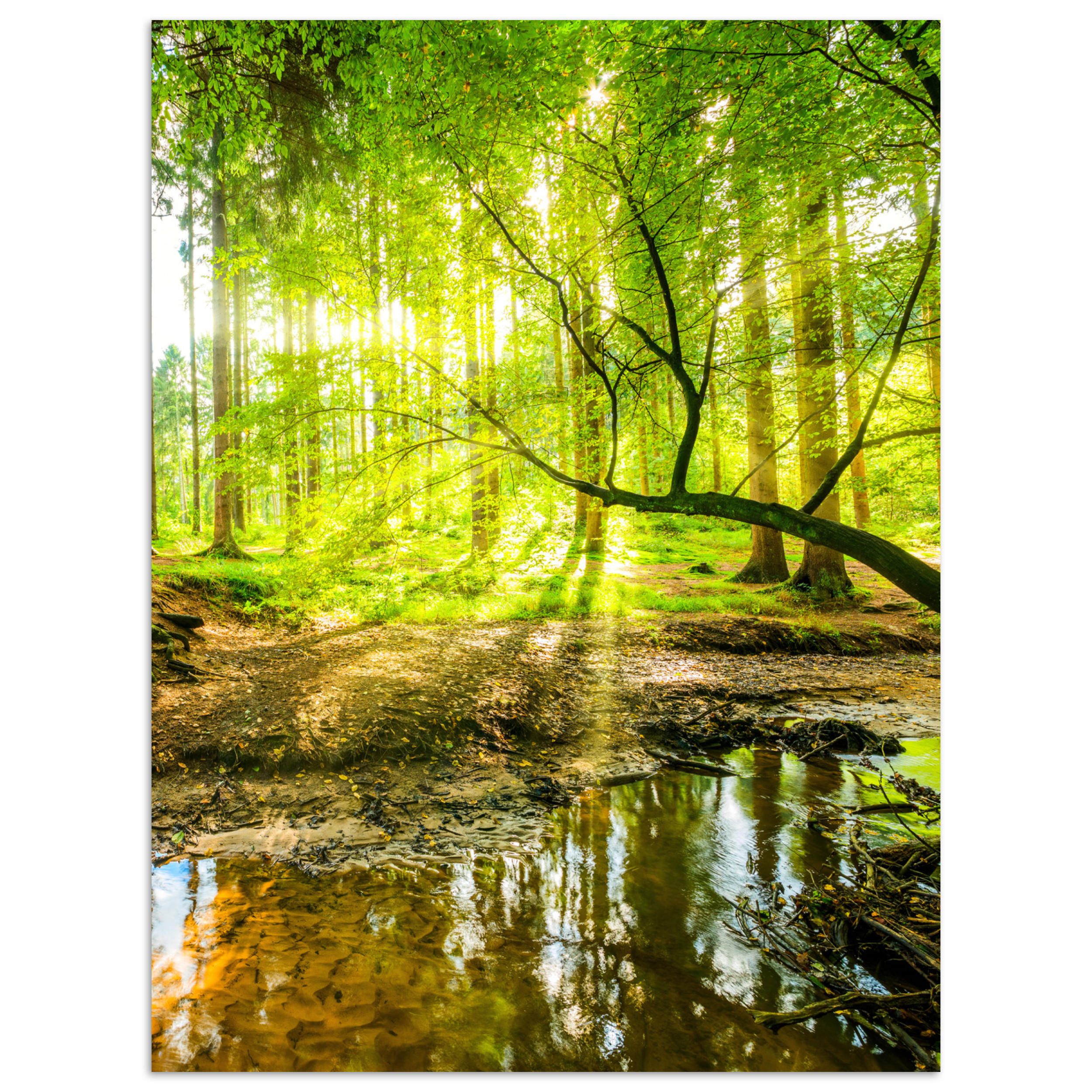 MuchoWow PLAKÁT Les - Krajina - Voda - Stromy - Slunce - Zeleň - Příroda 60x80 cm