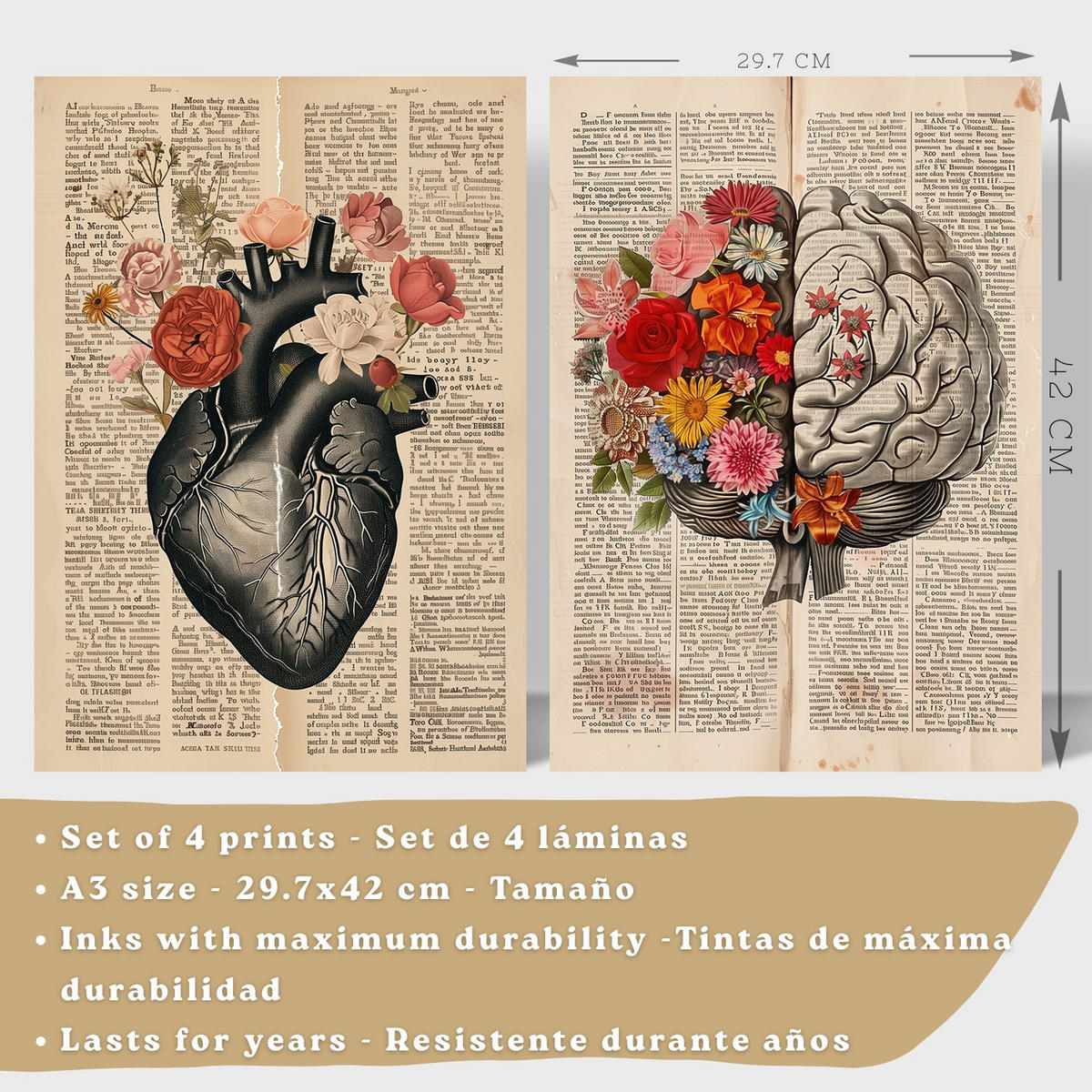 POSTER Set aus 4 Anatomie Drucke und Wandbilder mit Herz Gehirn Skelett und Darm Antiker Hintergrund Wanddekoration Größe Weißer Rahmen A3 - Weiß, Papier (29.7/42/3cm) - Nacnic