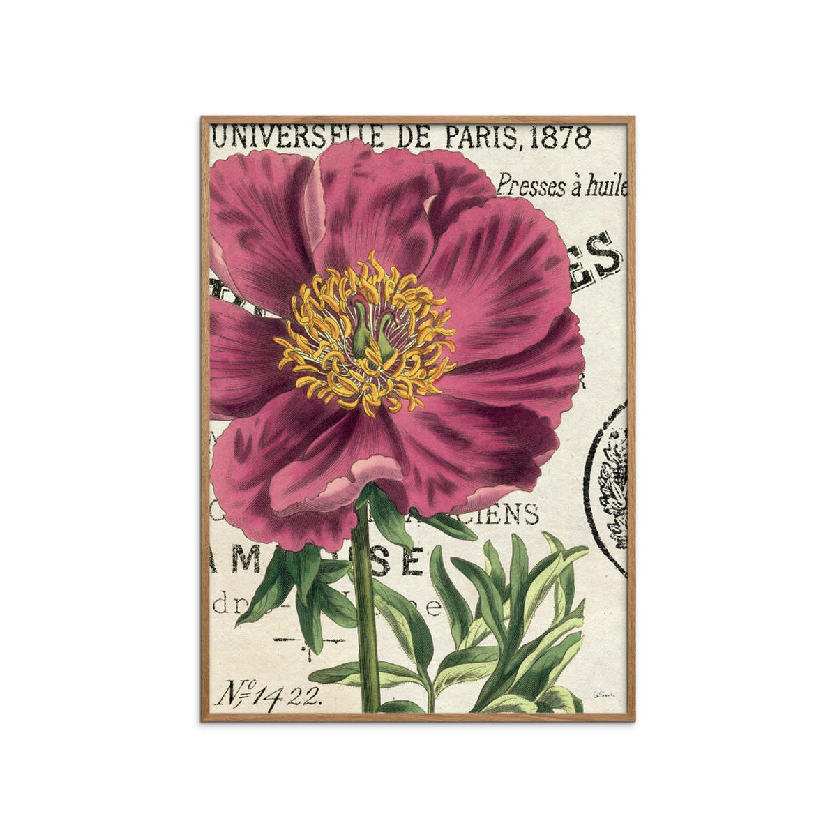 POSTER mit Rahmen Wild Apple - Global - Pink/Eichefarben, Holz/Papier (70/100cm) - Poster&Frame