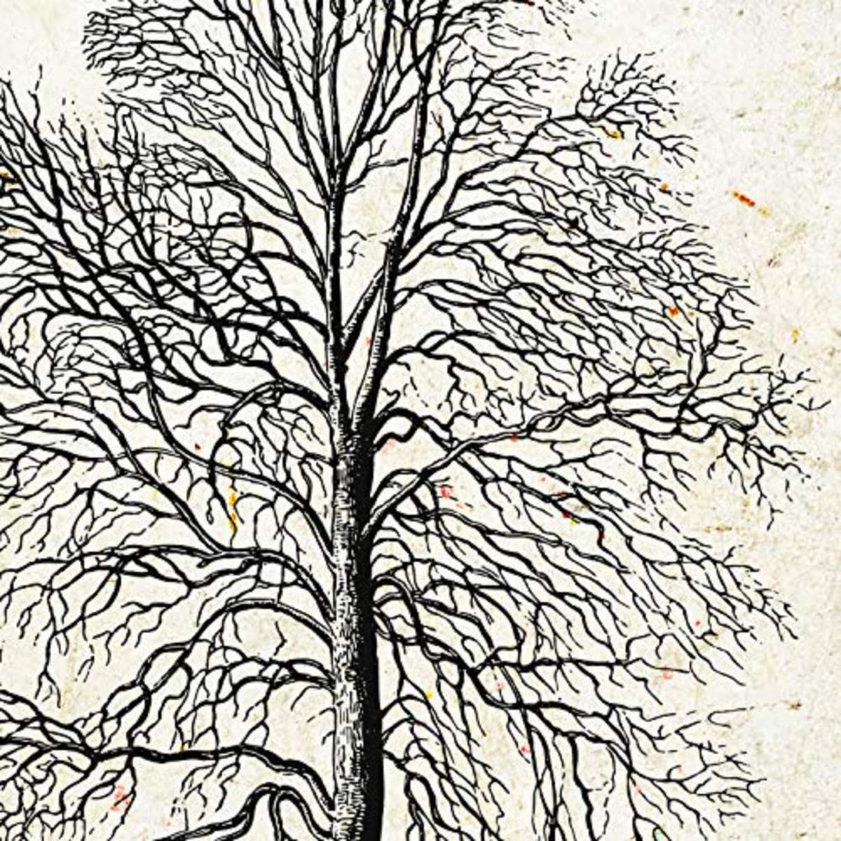 POSTER Set mit 4 Blättern der Caduda und immergrüne Jahrgang Hintergrund 20x20cm Rahmenlos - Klar, Papier (20/3cm) - Nacnic