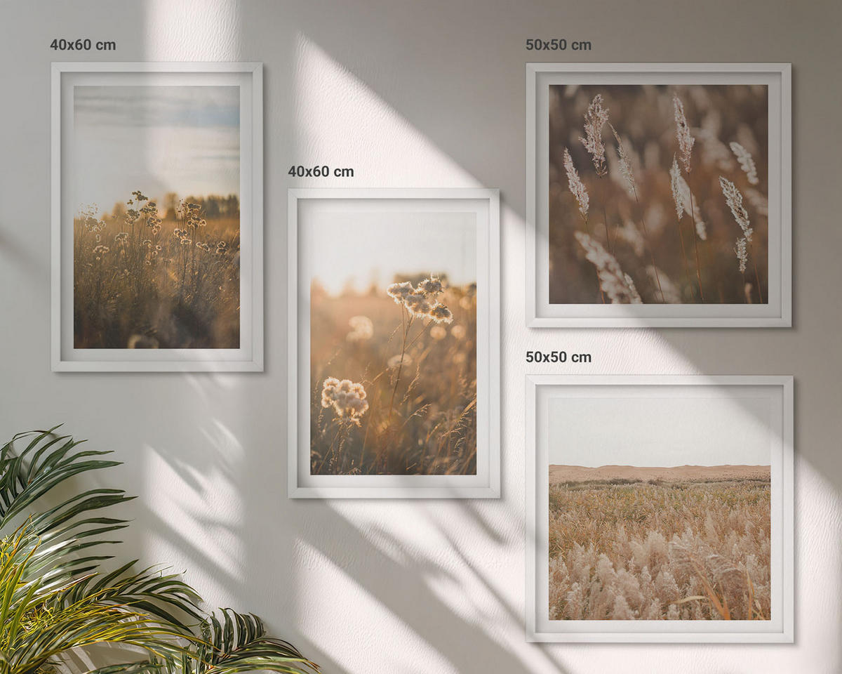 BILDER SET 4er Set - 50x50 cm & 40x60 cm Weißer Rahmen - Sommerwiesenblumen Sonnenuntergang - Weiß, Kunststoff (50/50cm) - TULUP