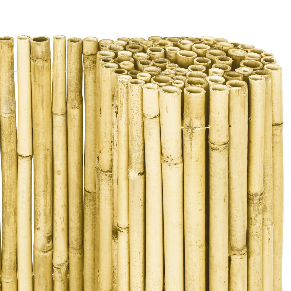 SICHTSCHUTZZAUN SolVision B89 100/250 cm Bambus Hell - Weiß, Naturmaterialien (250/100cm) - Sol Royal