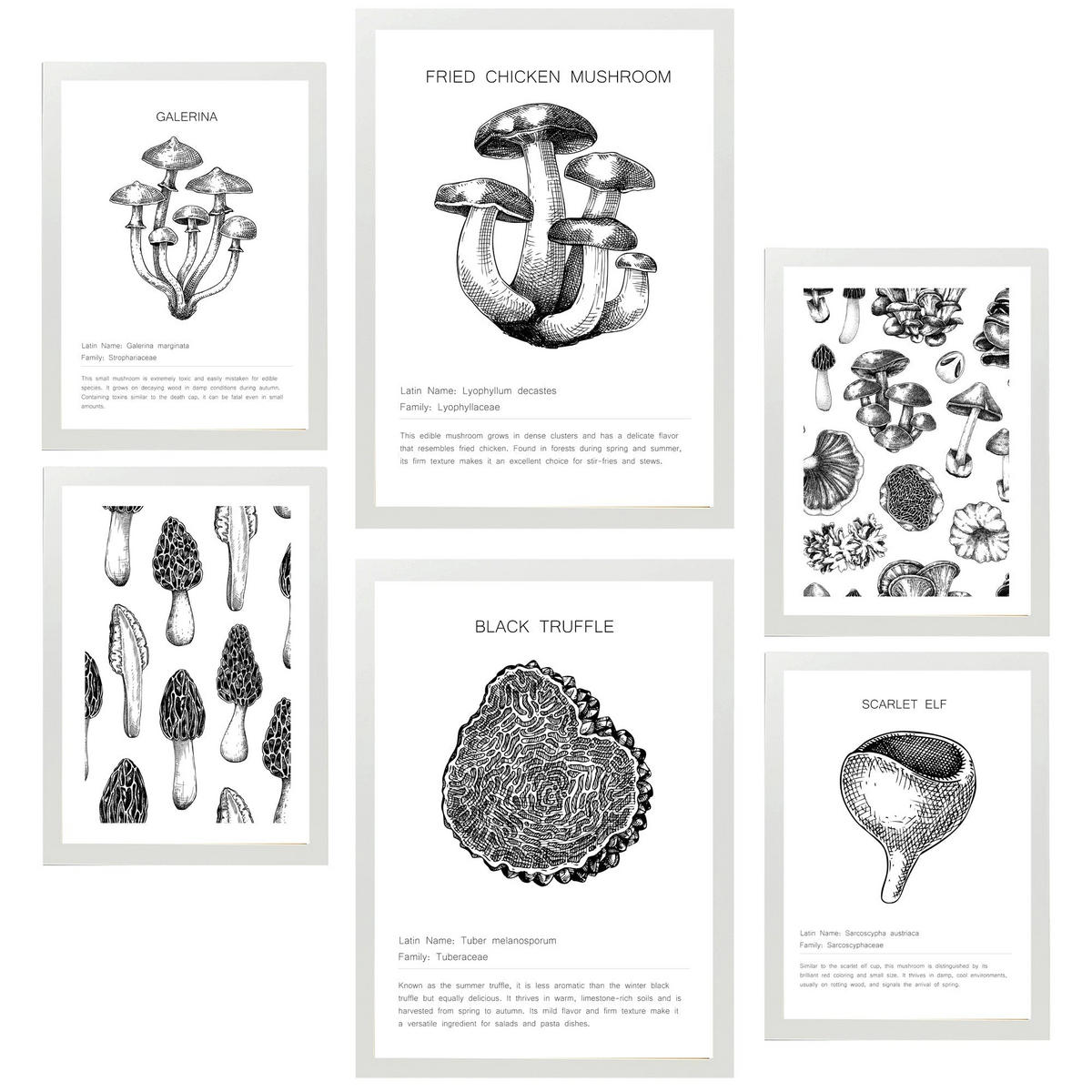 POSTER Set Mit 6 Dekorative Von Pilzarten, Blatt Mit A3 & A4 Weißer Rahmen - Weiß, Papier (29/3cm) - Nacnic