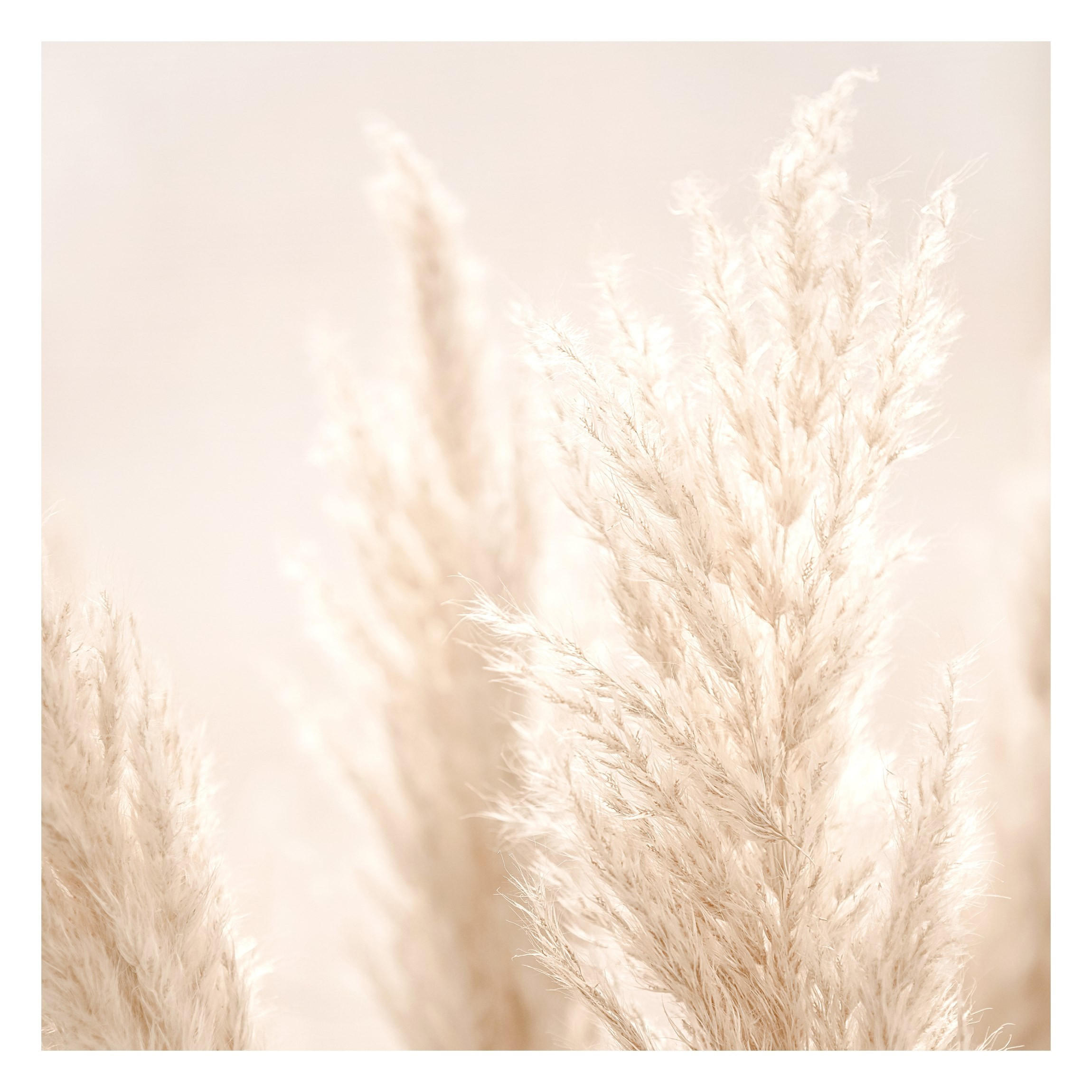 FOTOTAPETE Pampasgras im Sonnenlicht 288/288 cm - Eichefarben, Papier (288/288cm) - Bilderwelten