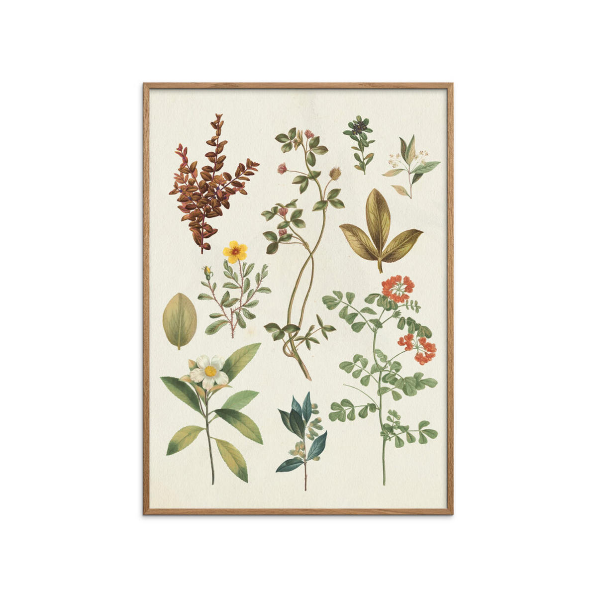 POSTER mit Rahmen Wild Apple - Victorian Garden III - Eichefarben/Grün, Holz/Papier (50/70cm) - Poster&Frame