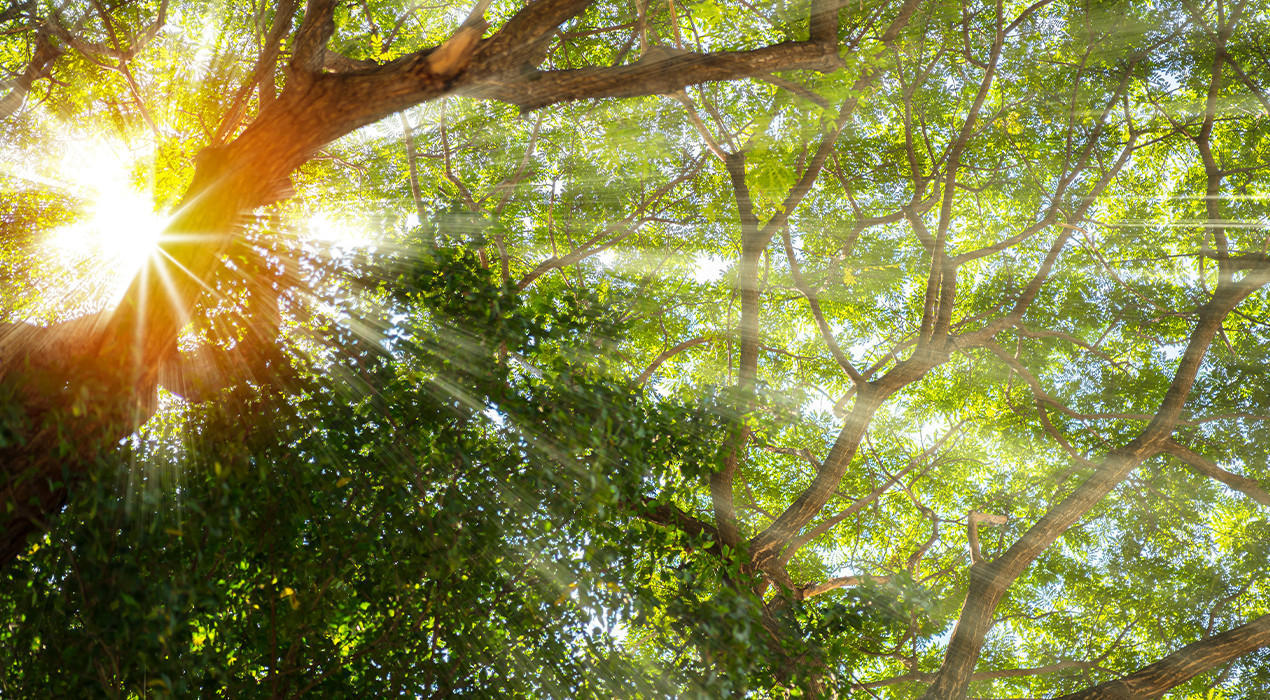 Grüne Baum im Sommer, Sonnenschein durch die Zweig
