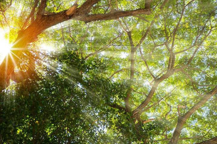 Grüne Baum im Sommer, Sonnenschein durch die Zweig