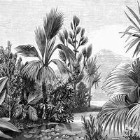 FOTOTAPETE tropische Landschaft 400 x 279 cm - Schwarz, Papier (400/279cm) - ESTAhome