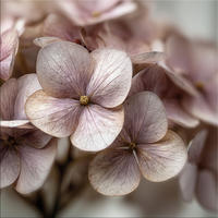 GLASBILD 30×30 cm Hortensie rosé beige - Beige, Glas (30/30cm) - artissimo