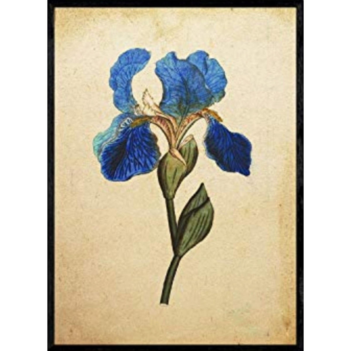 POSTER Iris Missouriensis. A4 Rahmenlos - Klar, Papier (29.7/5/21cm) - Nacnic