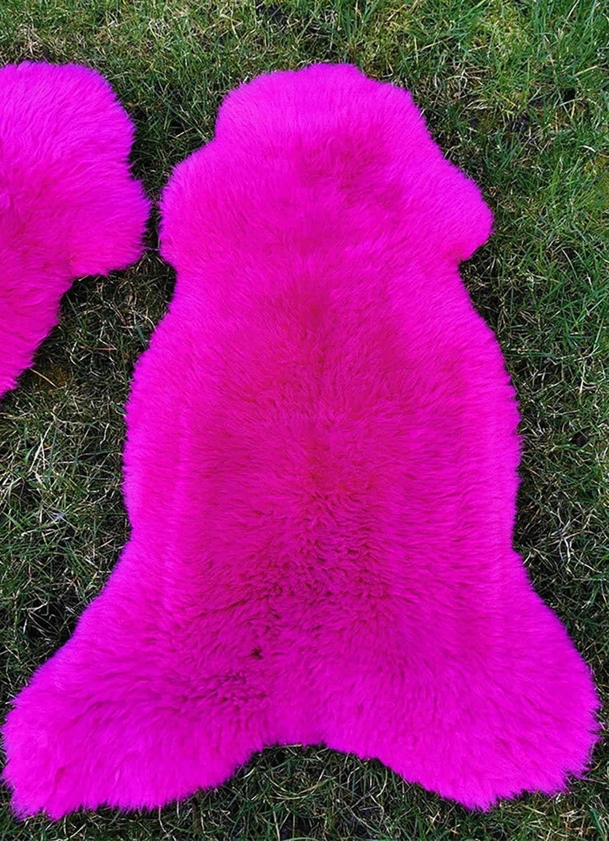 LAMMFELL Öko bunt gefärbt weich Fell Teppich Fuchsia ca. 110 cm - Magenta, Fell (60/110cm) - Provellus