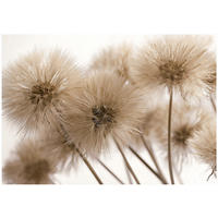 FOTOTAPETE Löwenzahn Boho Braun 150x105 cm - Multicolor, Papier (150/105cm) - Wallarena