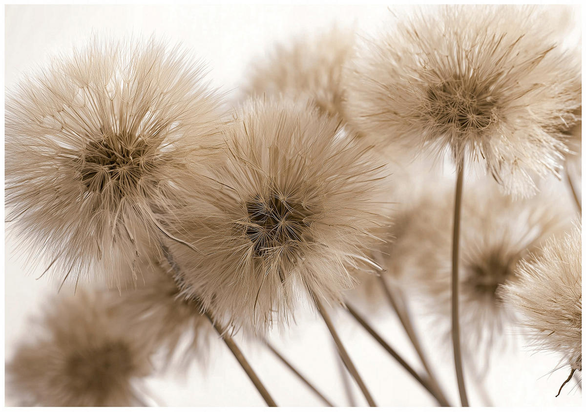 FOTOTAPETE Löwenzahn Boho Braun 150x105 cm - Multicolor, Papier (150/105cm) - Wallarena