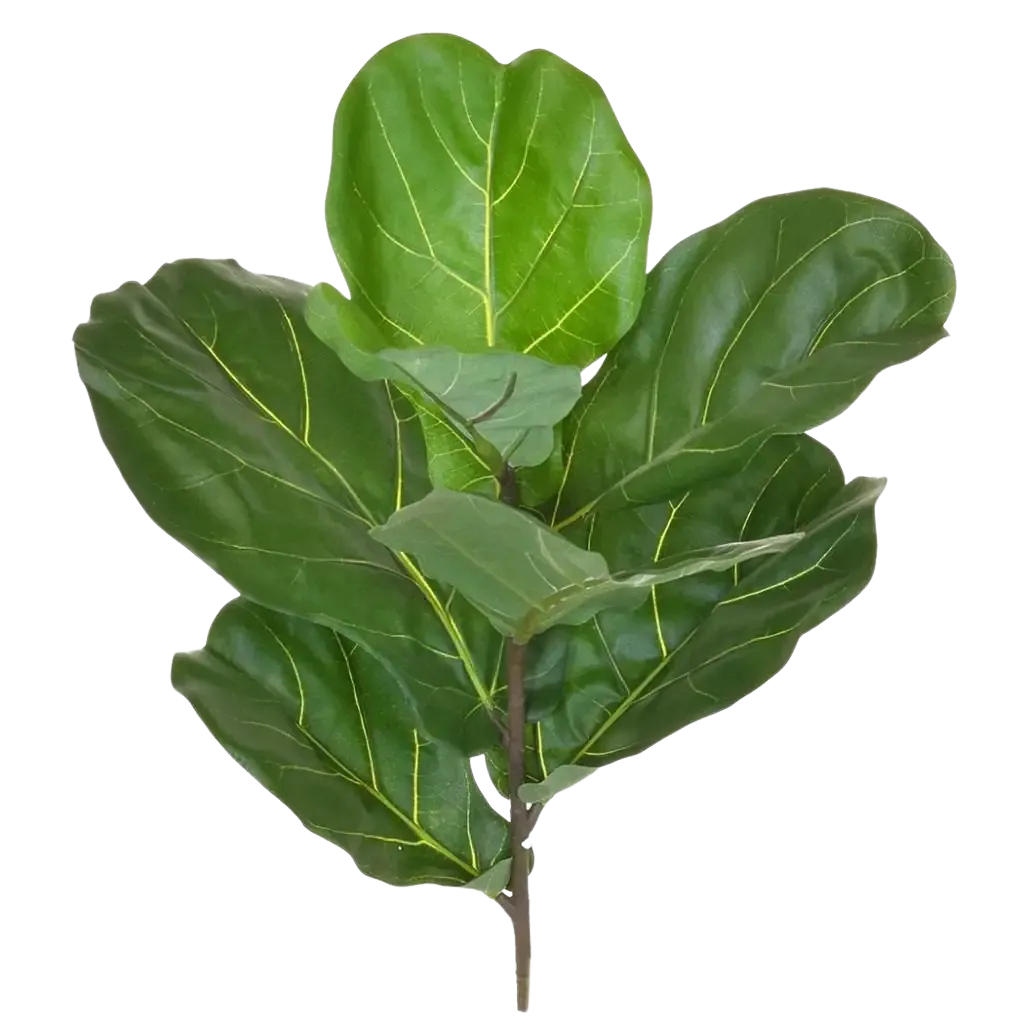 KUNSTPFLANZE Künstlicher Geigenfeigenzweig - Gustav 58 cm - Grün, Kunststoff (58cm) - aplanta