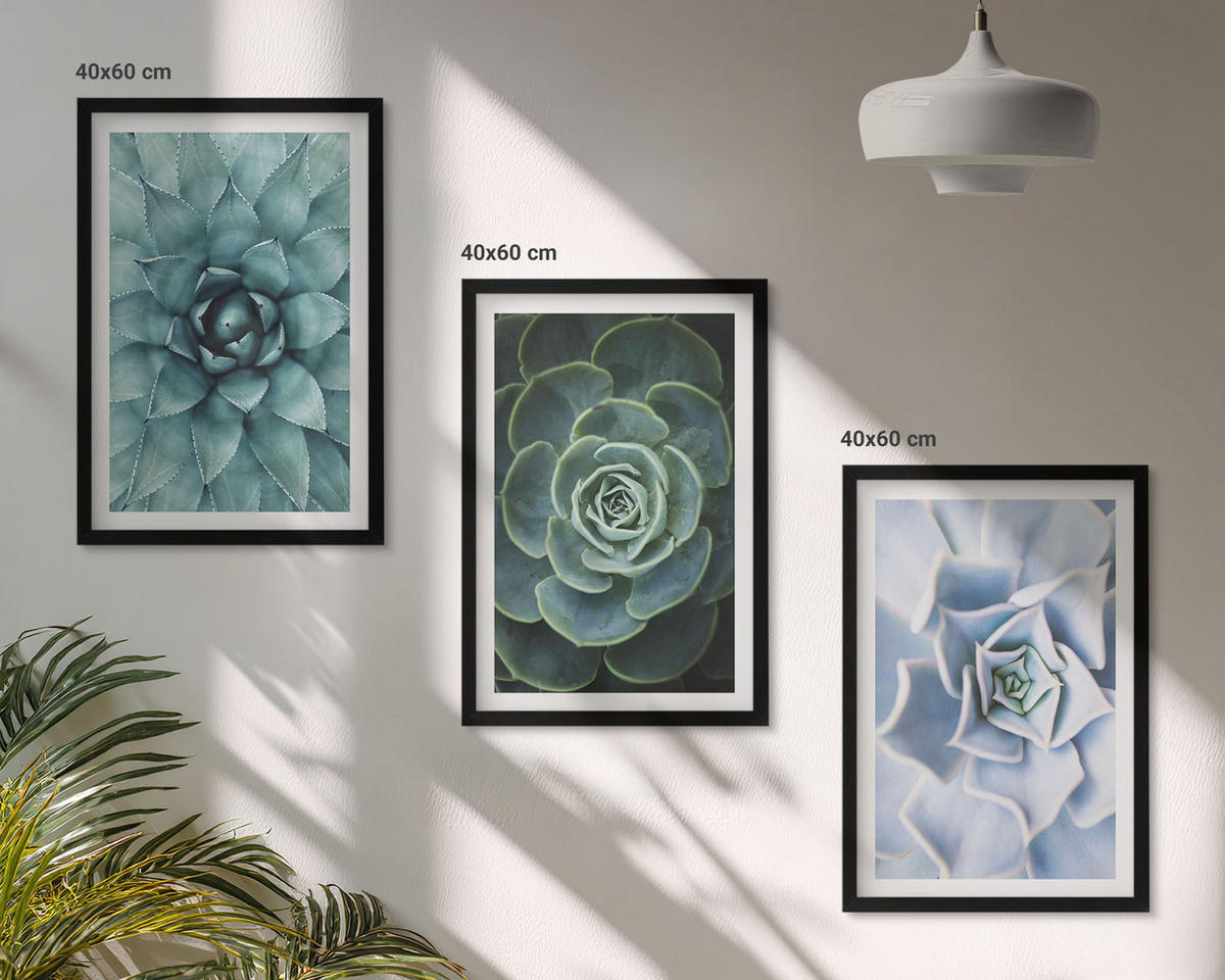 BILDER SET 3er Set - 40x60 cm Schwarzer Rahmen - Sukkulente Pflanzen grün türkis - Schwarz, Kunststoff (40/60cm) - TULUP