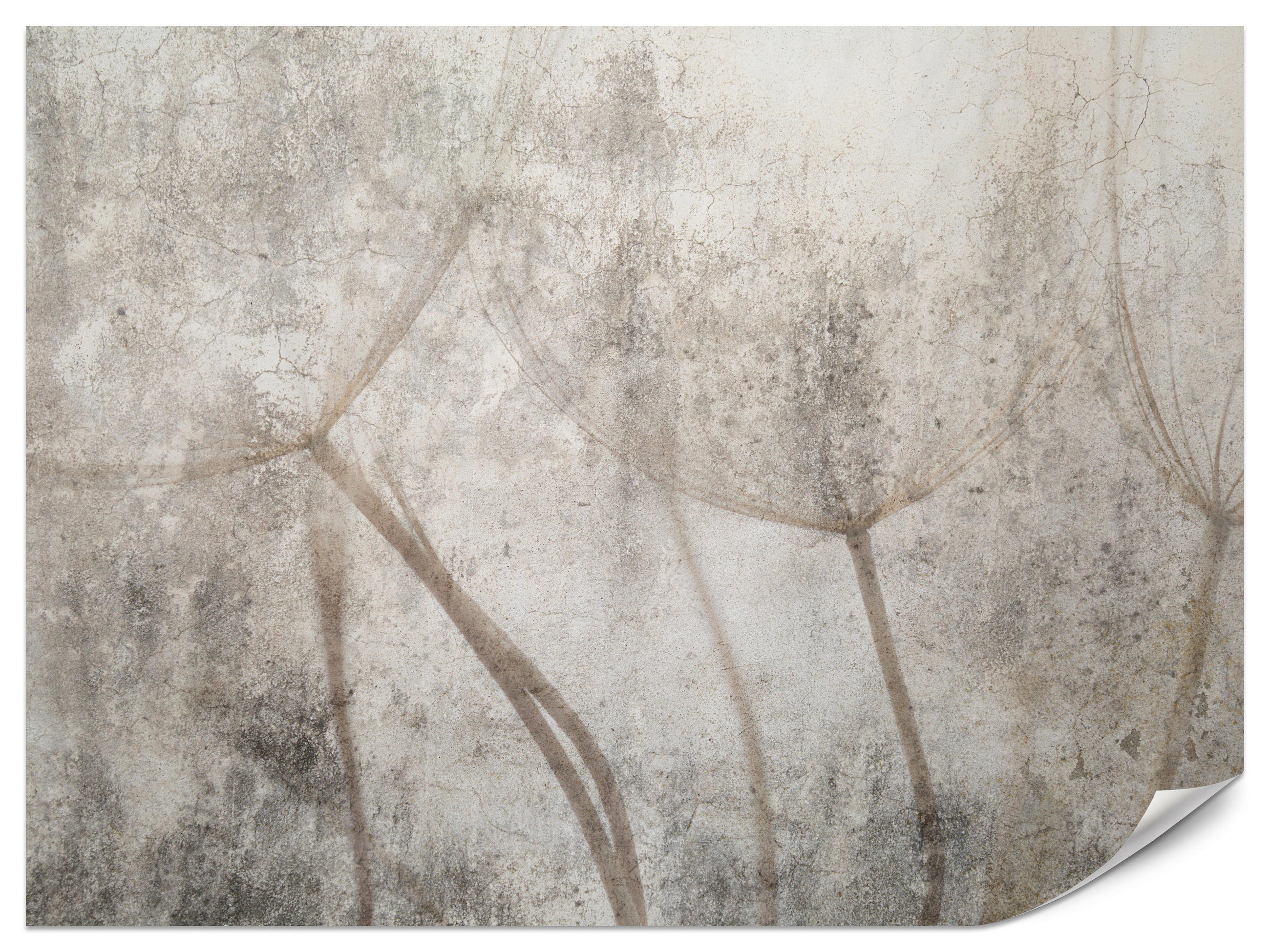 FOTOTAPETE für Wohnzimmer Zarter Skizze Löwenzahn Grauer Beton Minimalistisch 500x350 - Beige/Braun, Papier (500/350cm) - Muralo