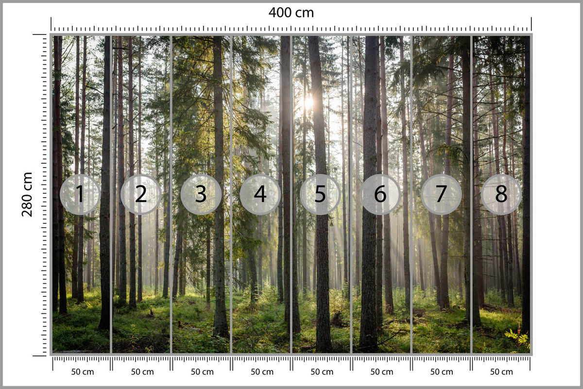 FOTOTAPETE für Wohnzimmer WALD Sonnenaufgang Moos Bäume Grün 400x280 - Braun/Grau, Papier (400/280cm) - Muralo