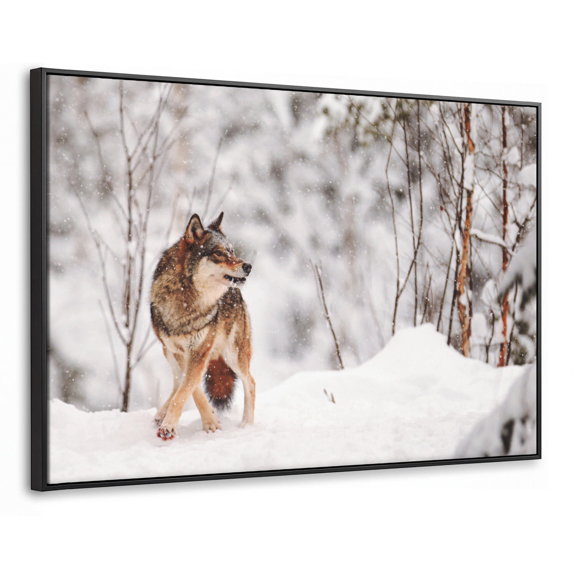 LEINWAND Bilder mit Rahmen - Wolf - Winter - Schnee - Natur - Tiere - 120x80 - Haselnussfarben, Textil (120/80cm) - MuchoWow