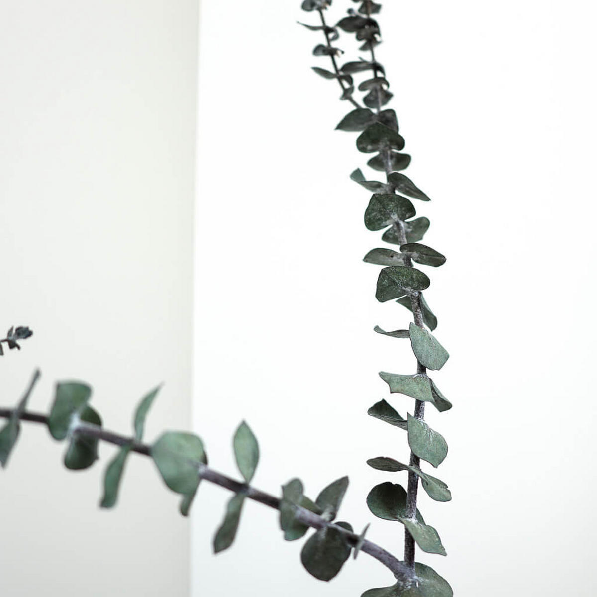 EUKALYPTUS Baby - der Feine - grün - Grün, Naturmaterialien (75cm) - Lykke & You