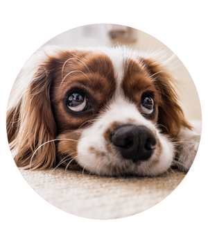 BeraterHund