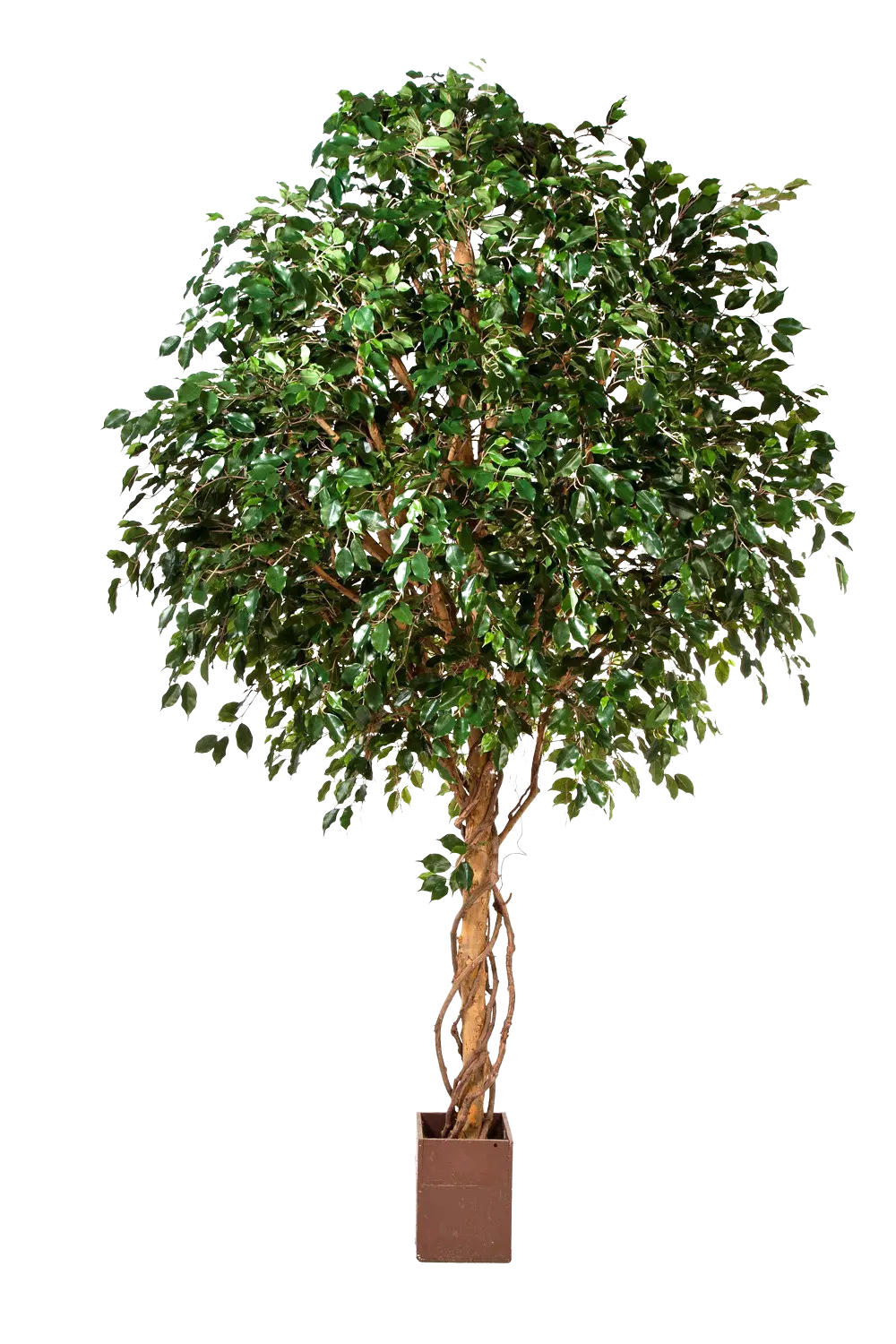 KUNSTBAUM Künstlicher Ficus Baum - Nero 315 cm - Grün, Kunststoff (315cm) - aplanta