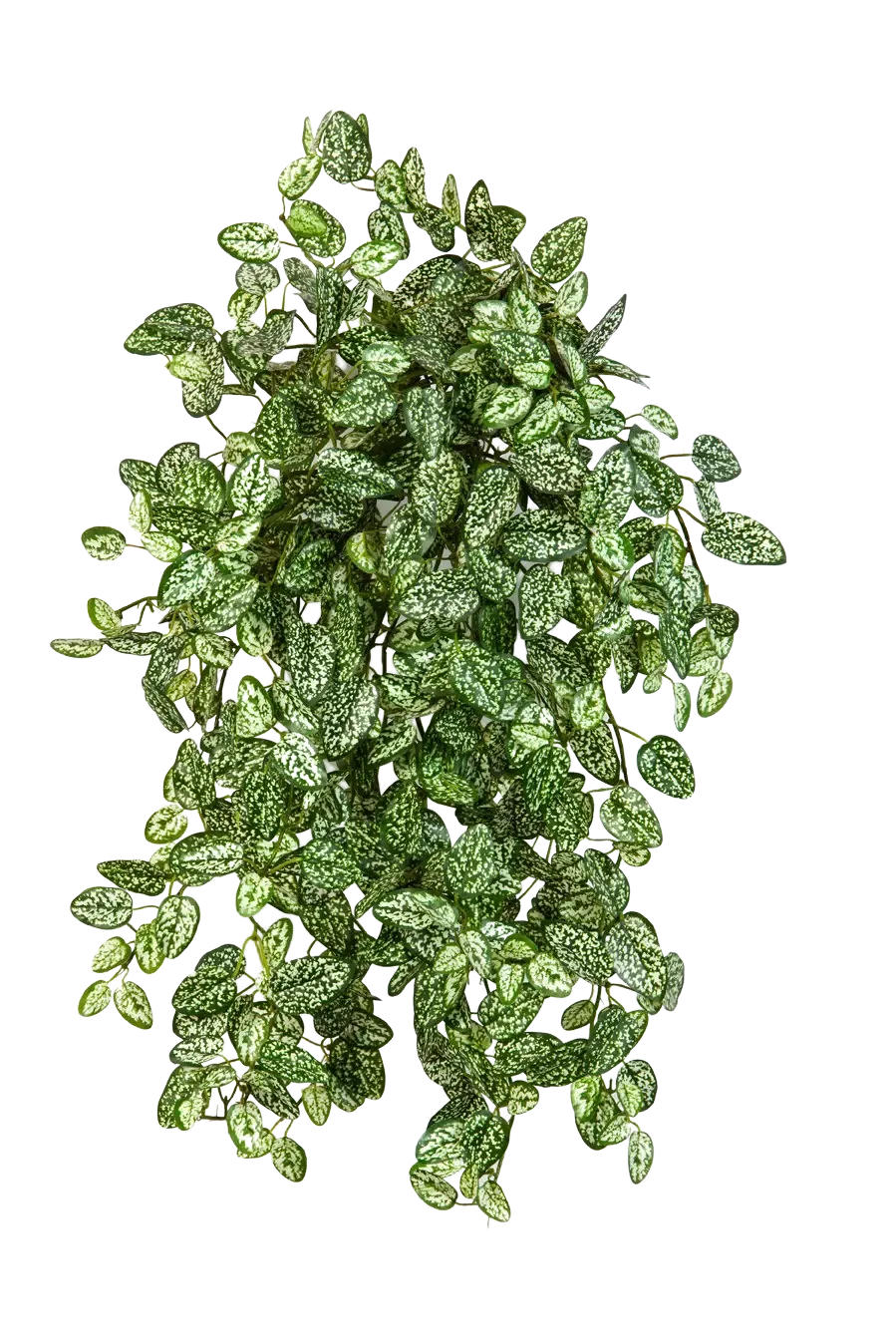 KUNSTPFLANZE Künstliche Hypoestes - Efe 50cm - Grün, Kunststoff (50cm) - aplanta