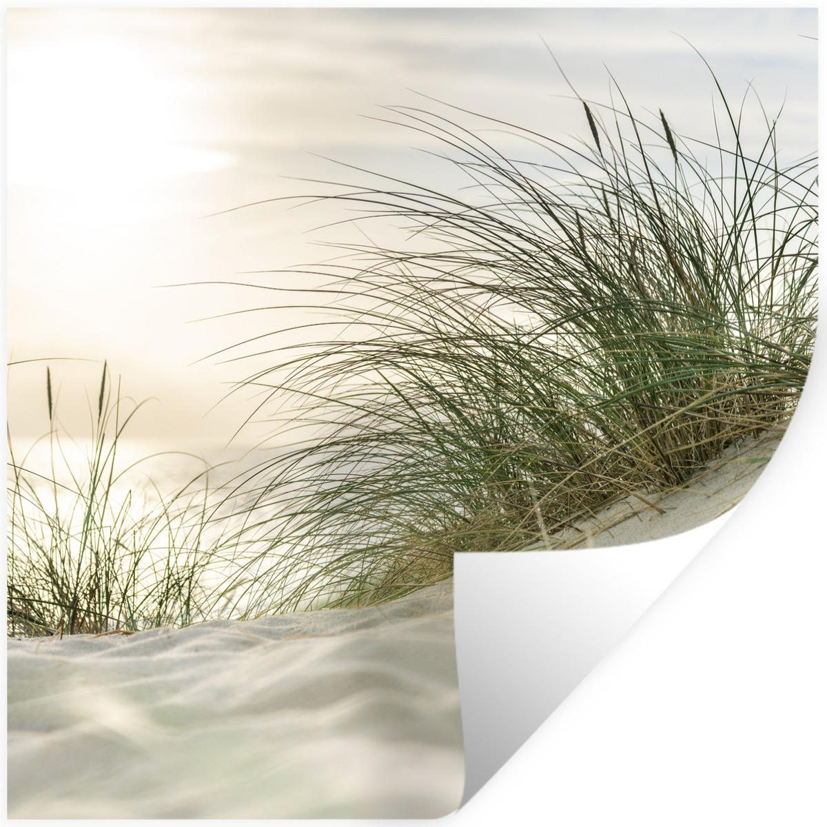 WANDTATTOO Dünen - Strand - Schlewswig-Holstein - Wattenmeer 50x50 cm - Creme, Kunststoff (50/50/0.1cm) - MuchoWow