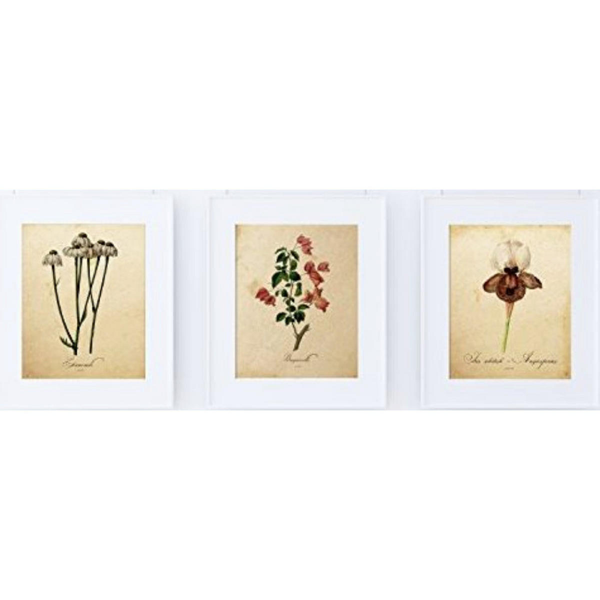 POSTER Set Mit 3 Botanik Natur A4 Rahmenlos - Klar, Papier (29.7/5/21cm) - Nacnic