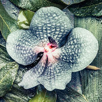 GLASBILD 30×30 cm Orchidee - Grün, Glas (30/30cm) - artissimo