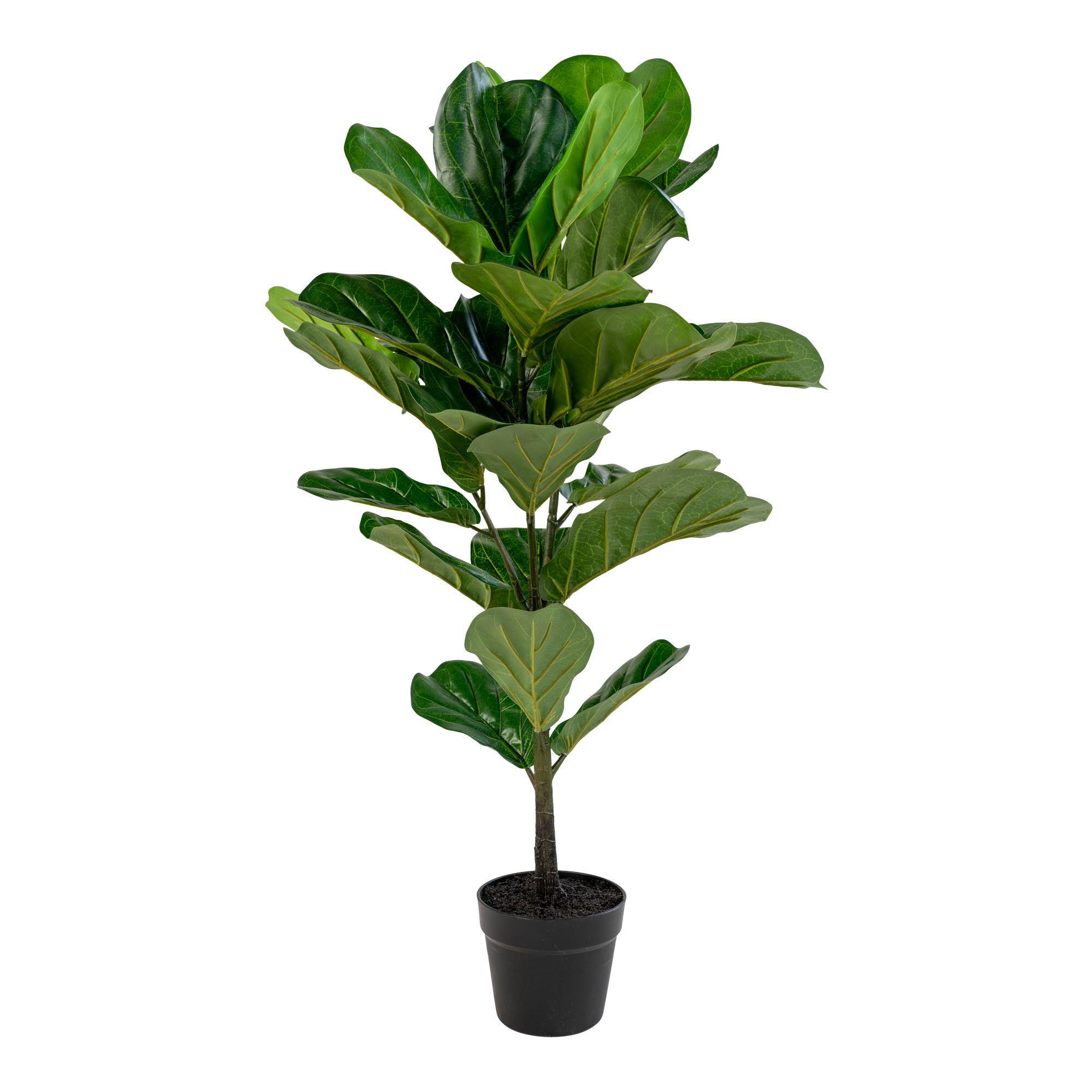 tinkaro Geigenfeige Grün 100 cm