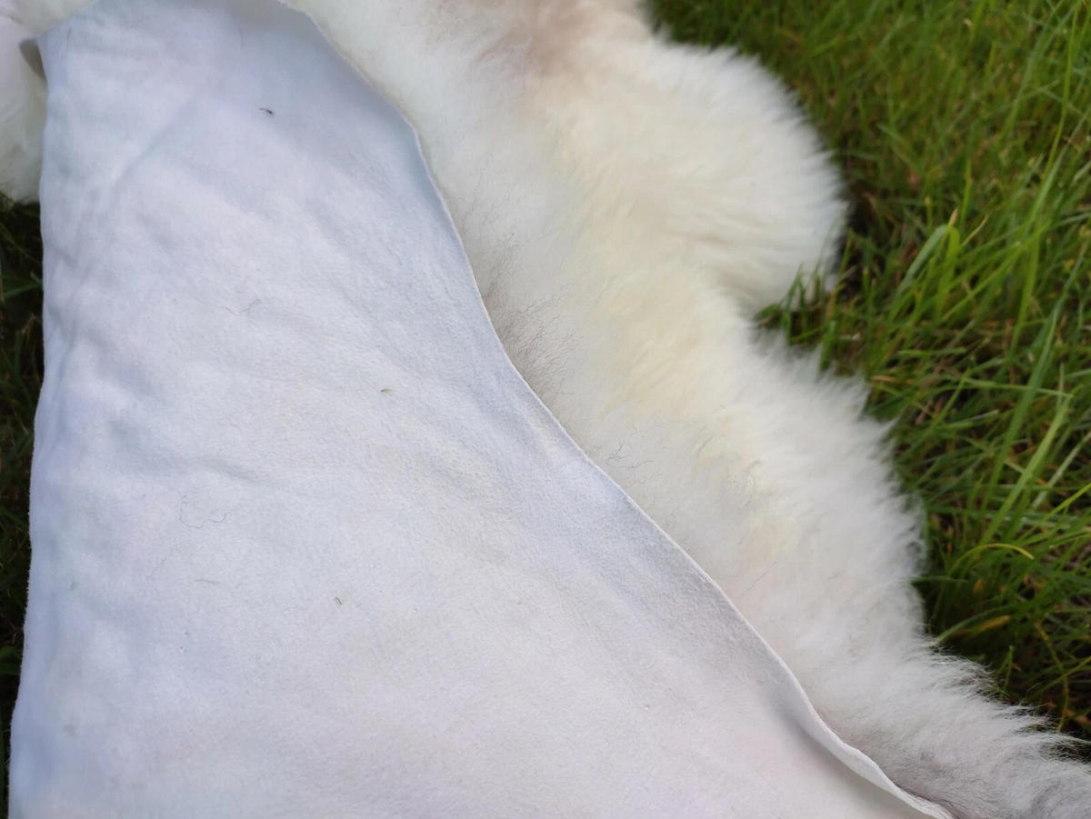 LAMMFELL Natur Schaffell hell gefleckt langhaar ca. 95 cm - Creme/Weiß, Fell (55/95cm) - Provellus