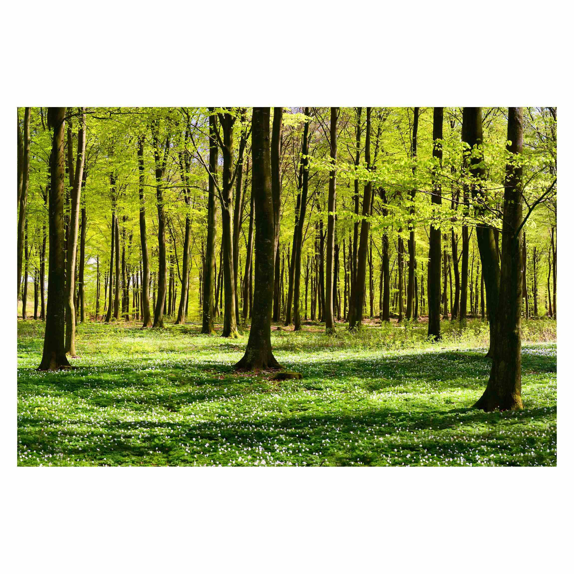 FOTOTAPETE Waldwiese 432/290 cm - Grün, Papier (432/290cm) - Bilderwelten