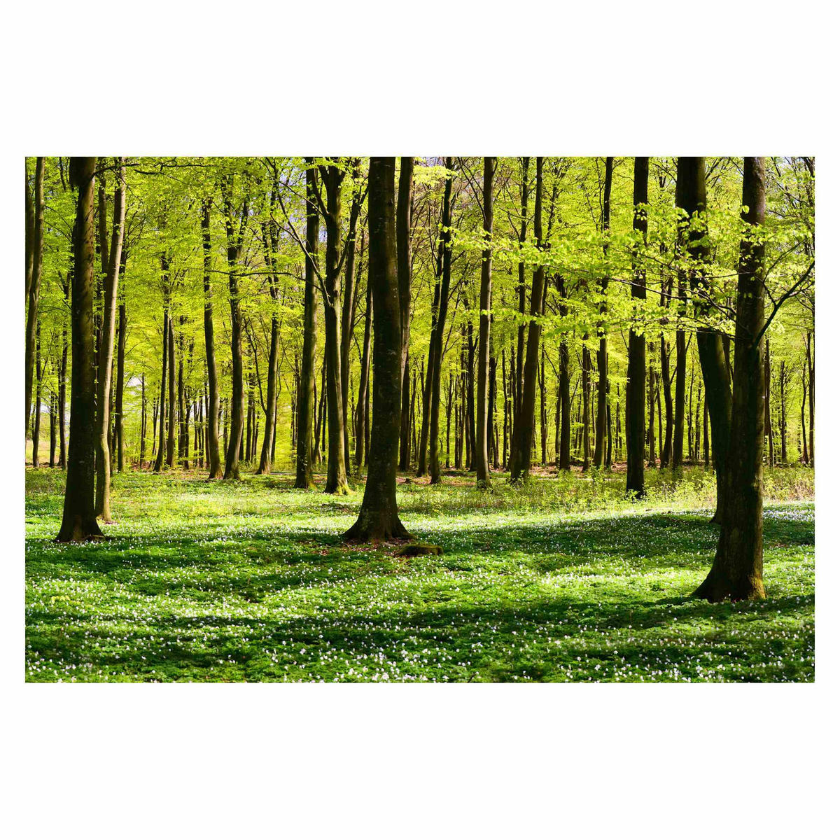FOTOTAPETE Waldwiese 432/290 cm - Grün, Papier (432/290cm) - Bilderwelten