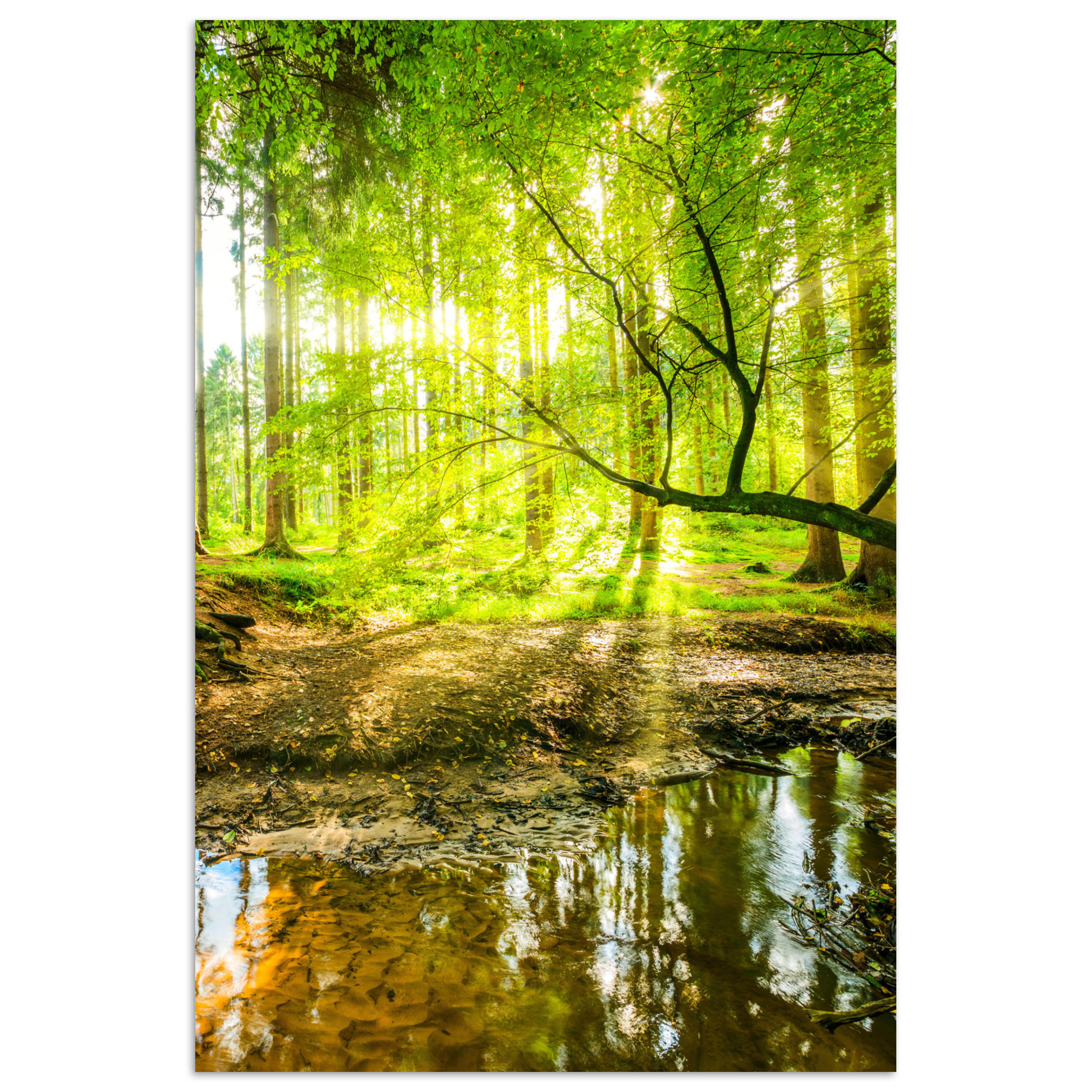 POSTER Wald - Landschaft - Wasser - Bäume - Sonne - Grün - Natur 80x120 cm - Grün, Papier (80/120/0.1cm) - MuchoWow