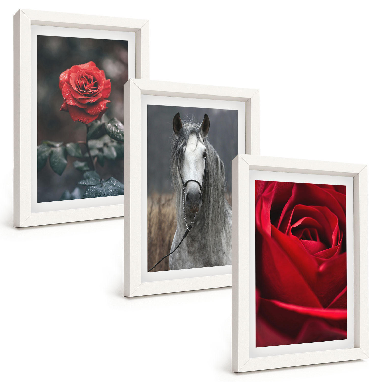 BILDER SET 3er Set - 20x30 cm Weißer Rahmen - Rote Rosen, Pferdegrau, Welt - Weiß, Kunststoff (20/30cm) - TULUP
