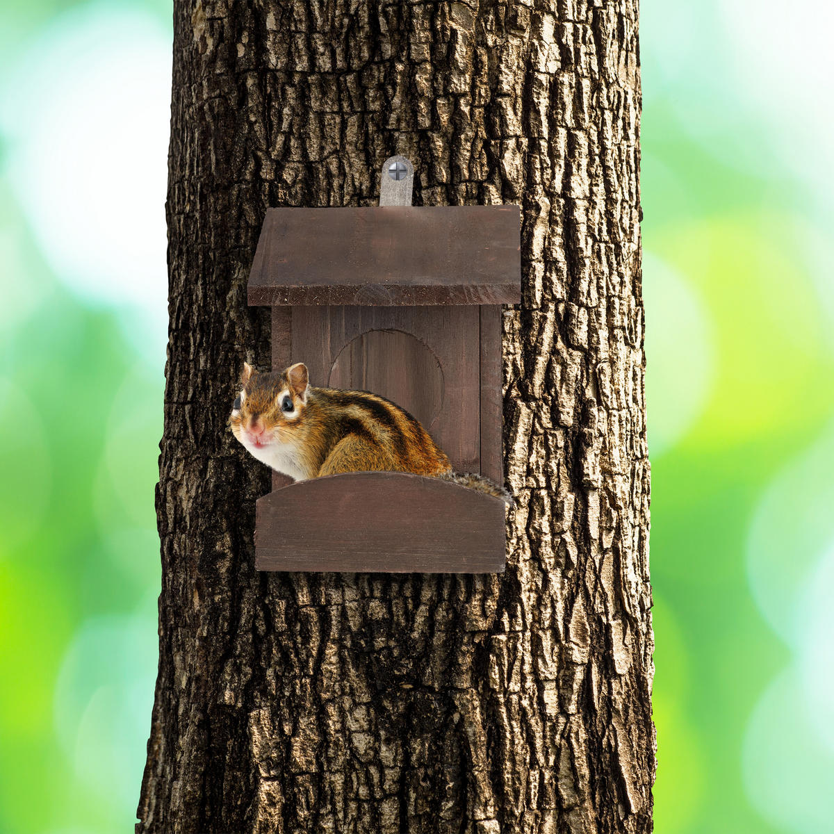 EICHHÖRNCHEN Futterhaus - Dunkelgrün, Holz (14/17.5/25cm) - Relaxdays