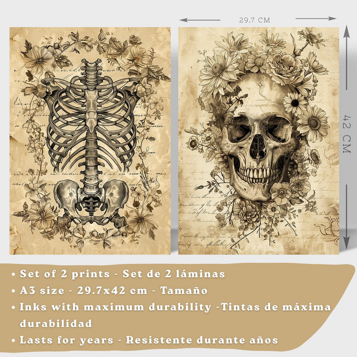 POSTER Set aus 2 Anatomie Mensch Drucke und Wandbilder mit Schädel Wirbelsäule Rippen Becken Klassisches Vintage Design Größe Weißer Rahmen A3 - Weiß, Papier (29.7/42/3cm) - Nacnic