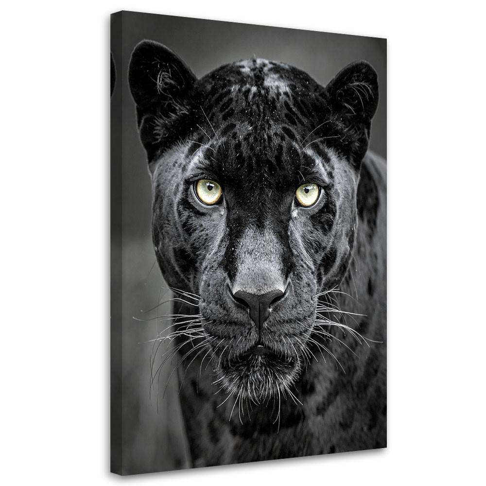 BILD auf Leinwand, Schwarzer Panther Tiere Natur - Schwarz, Textil (20/30cm) - Feeby