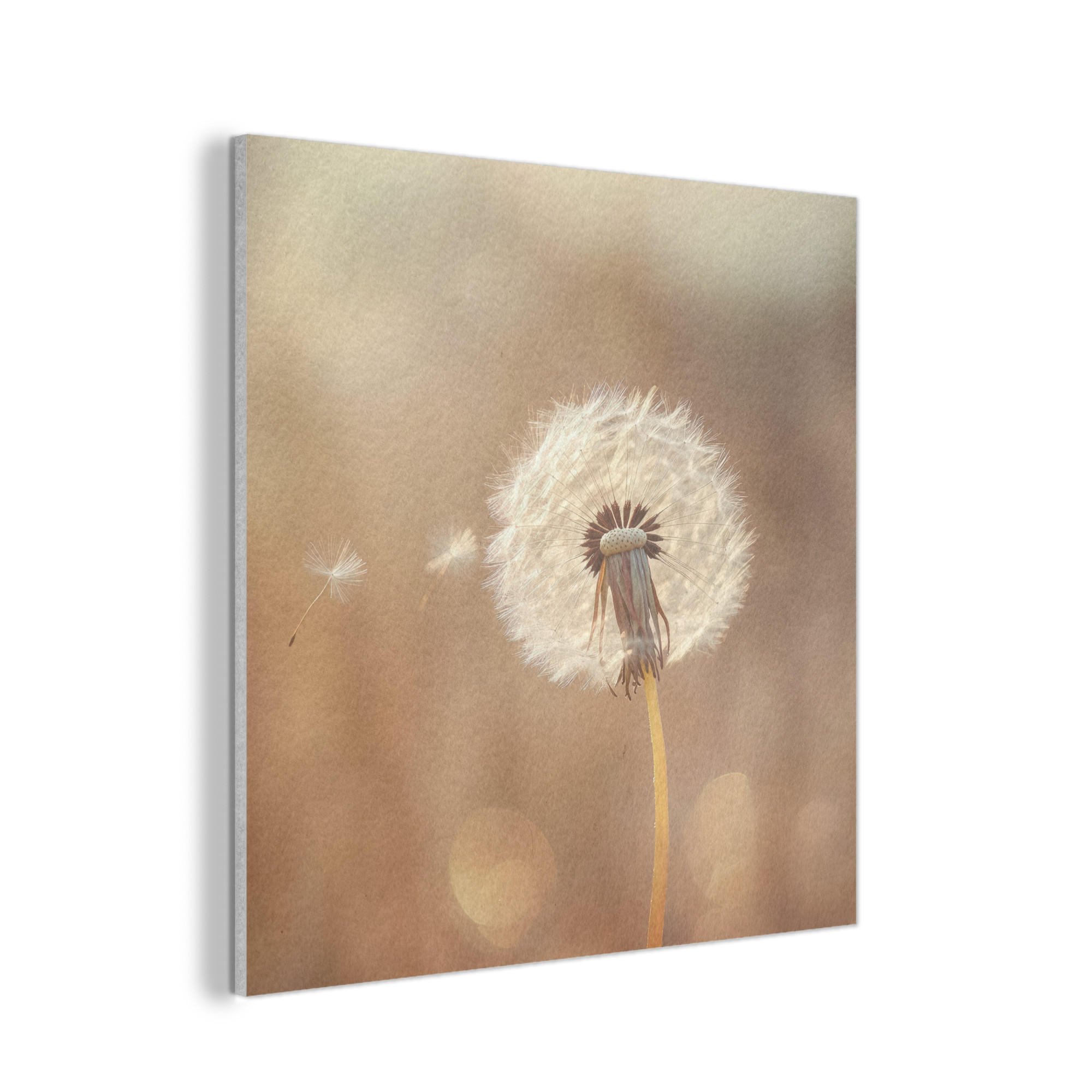AKUSTIKPANEEL Löwenzahn - Beige - Natur - Blume 90x90 cm - Hellbraun, Textil (90/0.9/90cm) - MuchoWow