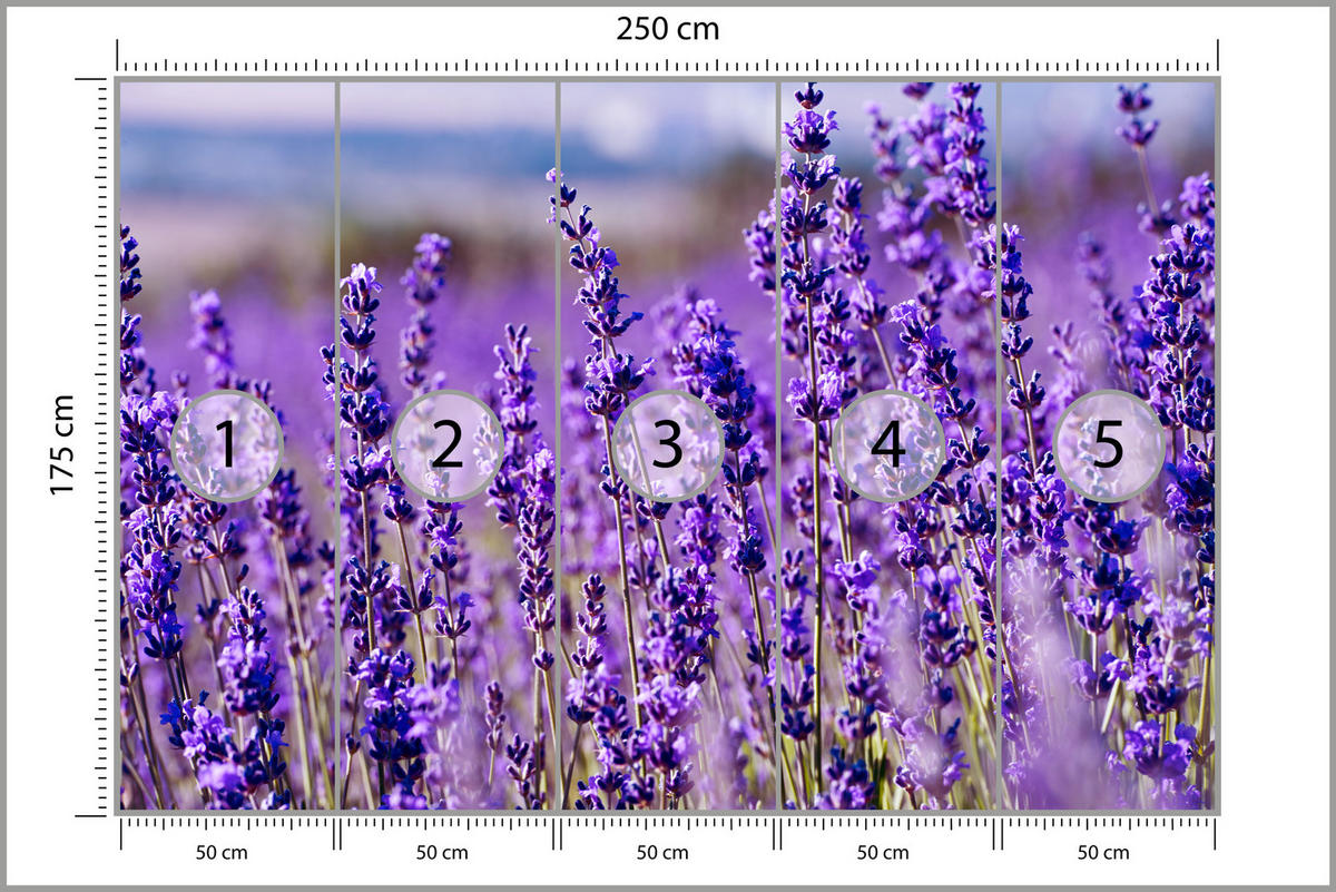 FOTOTAPETE für Schlafzimmer Lavendelfeld Blüten Provence 250x175 - Violett, Papier (250/175cm) - Muralo