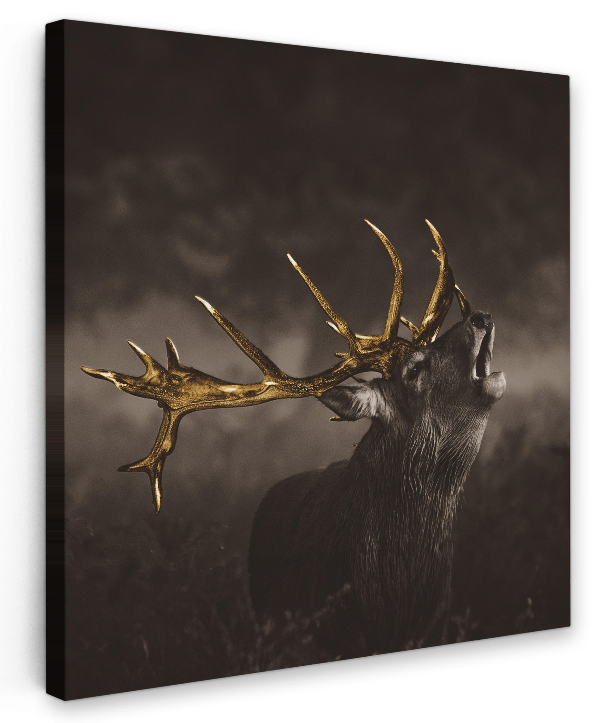 LEINWANDBILD Rotwild - Schwarz - Gold 20x20 cm - Braun, Textil (20/20cm) - MuchoWow