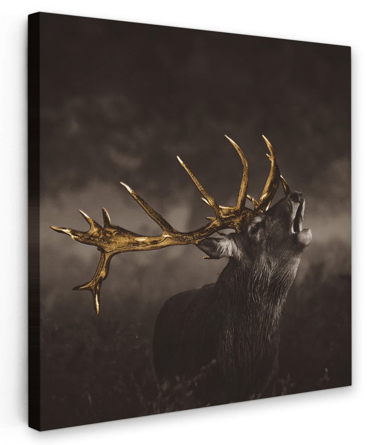 LEINWANDBILD Rotwild - Schwarz - Gold 20x20 cm - Braun, Textil (20/20cm) - MuchoWow