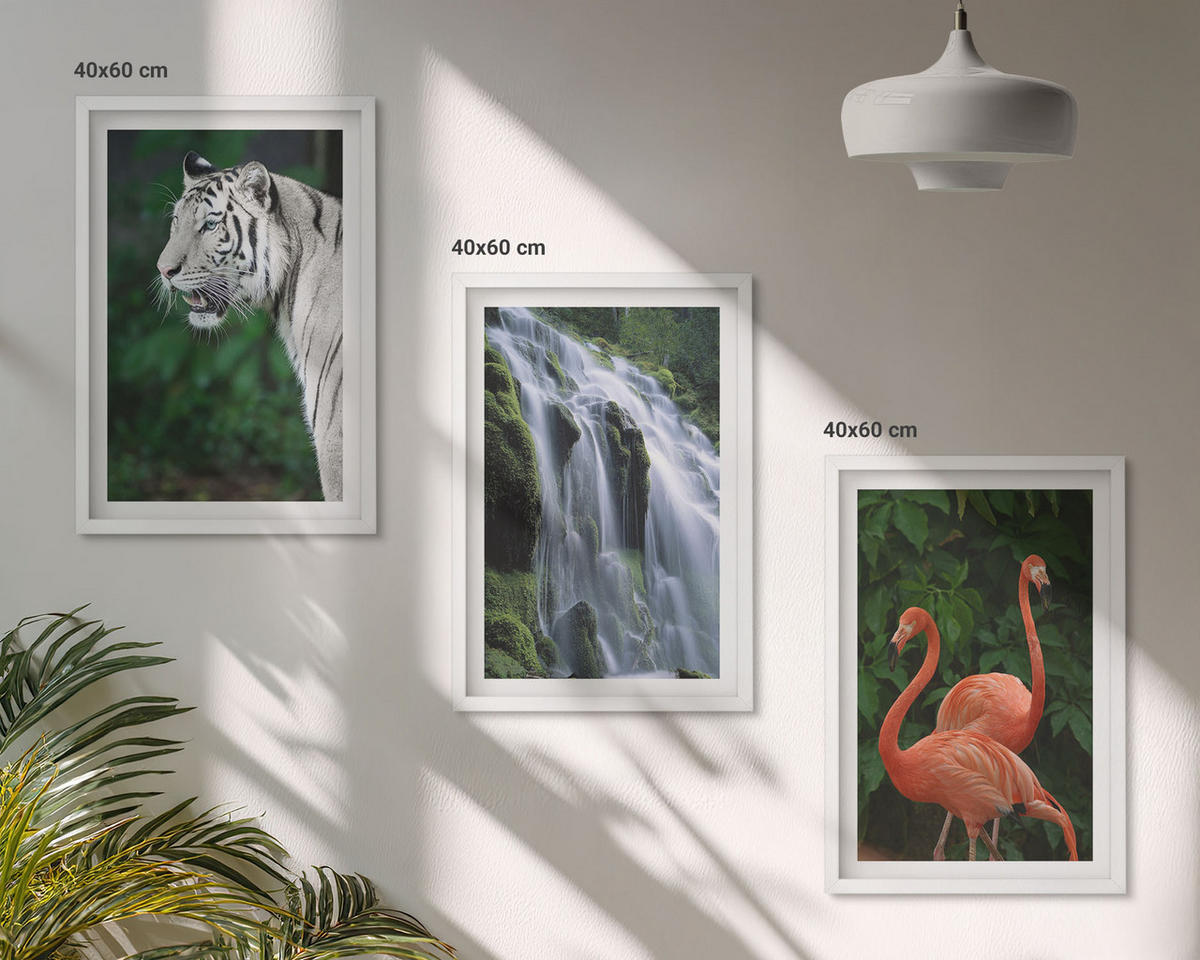 BILDER SET 3er Set - 40x60 cm Weißer Rahmen - Tiger Wasserfall Flamingos Natur - Weiß, Kunststoff (40/60cm) - TULUP