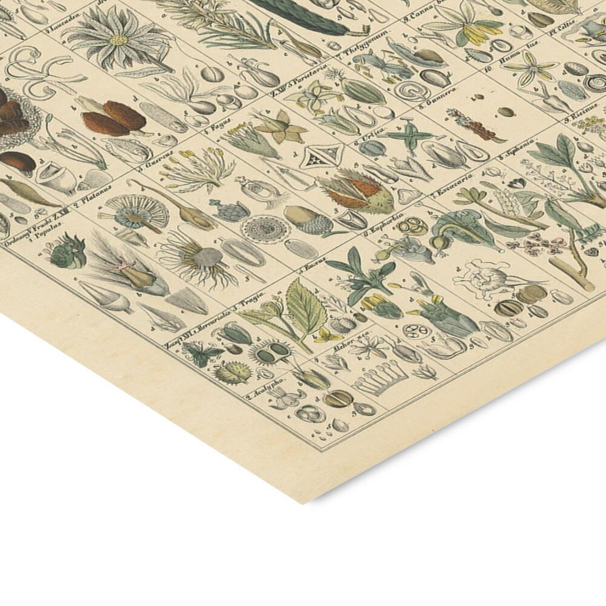 POSTER mit Rahmen Wild Apple - Flora Chart II - Eichefarben/Grün, Holz/Papier (50/70cm) - Poster&Frame