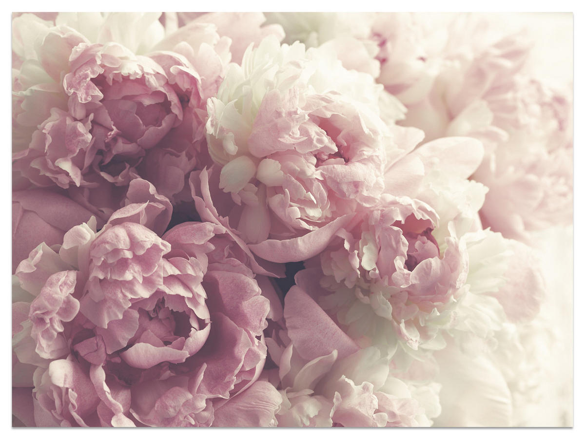 FOTOTAPETE Vintage-Pfingstrosen Blumen 3D 300x210 - Beige/Rosa, Papier (300/210cm) - Muralo